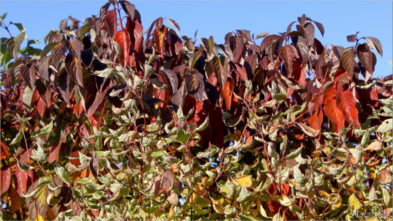 Autumn MalalaSR 