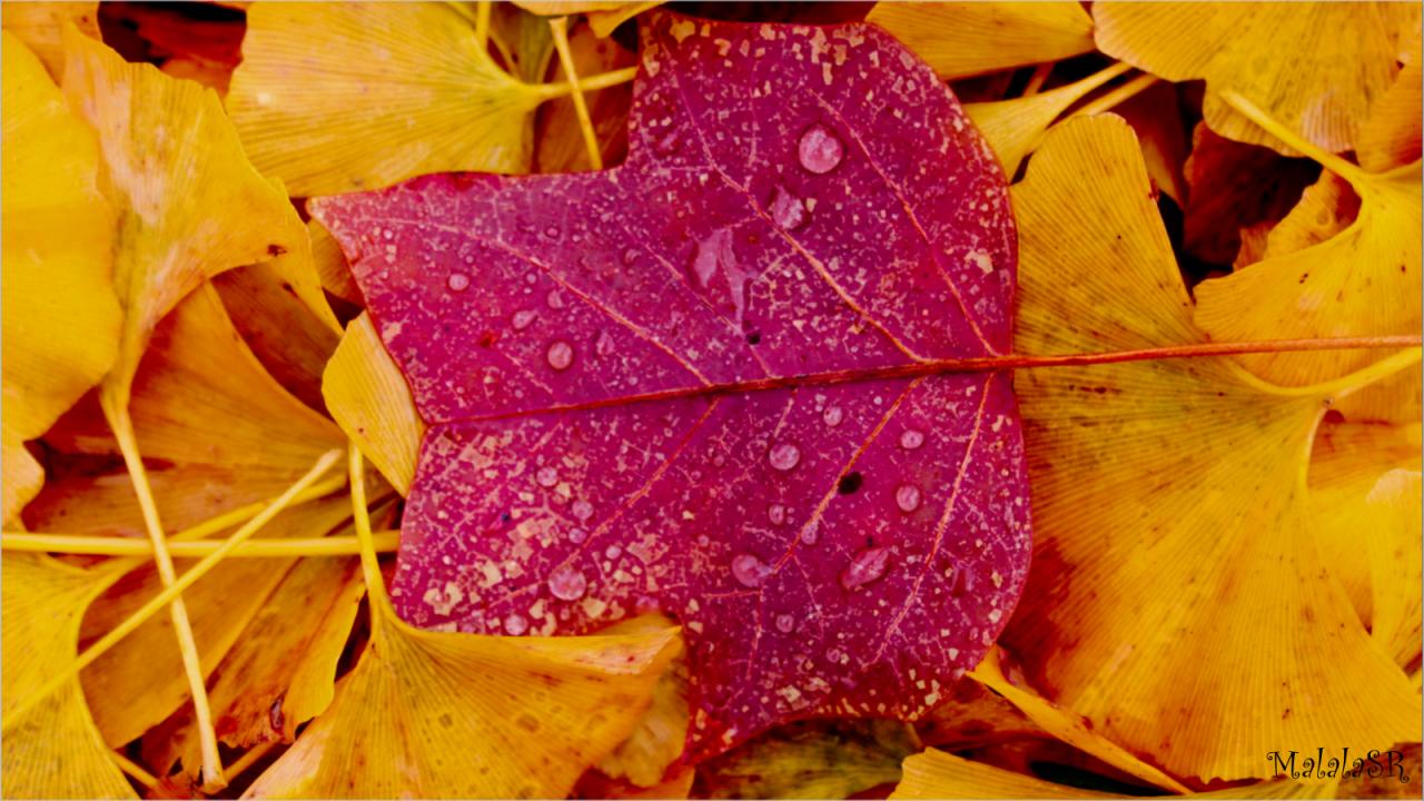 Autumn MalalaSR 
