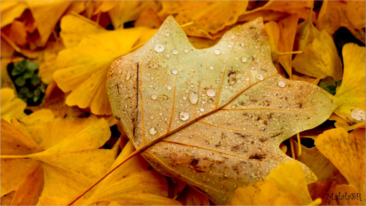 Autumn MalalaSR 