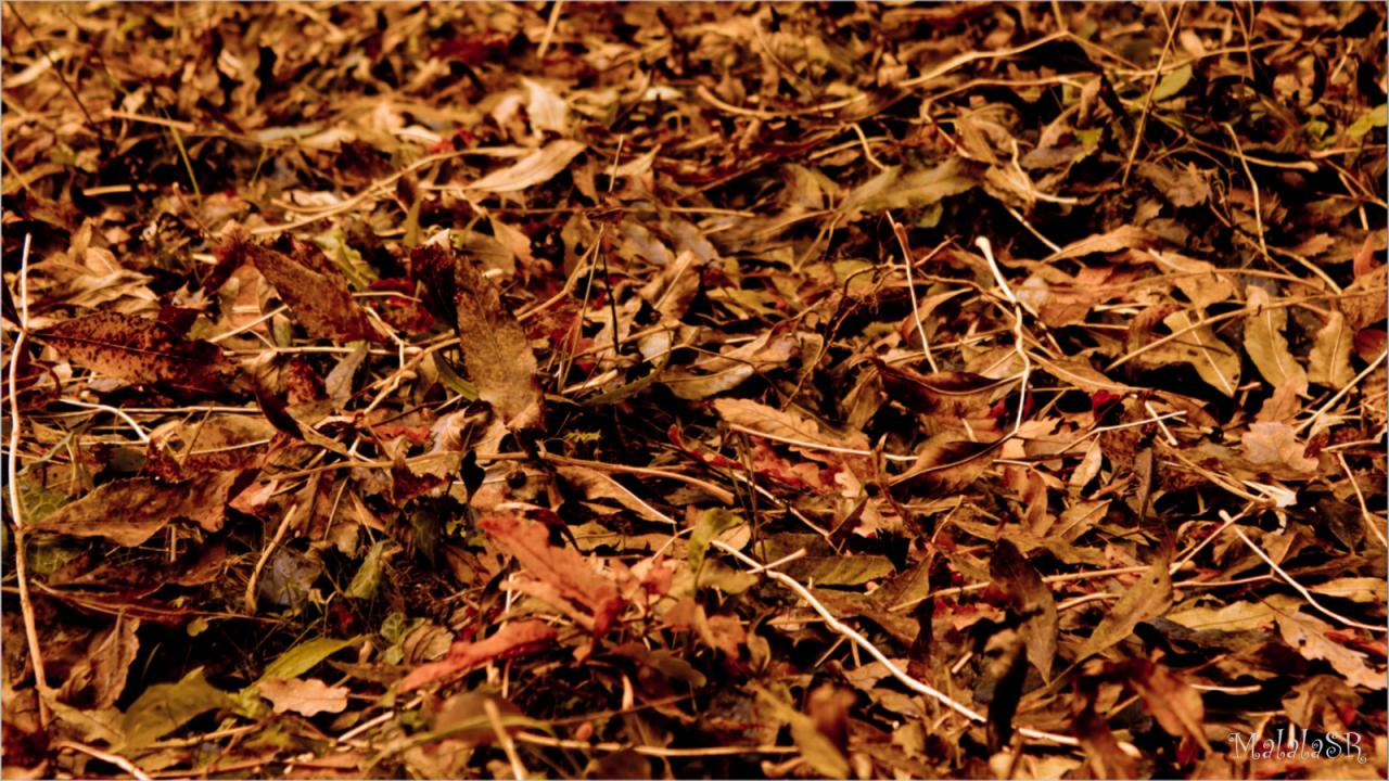 Autumn MalalaSR 