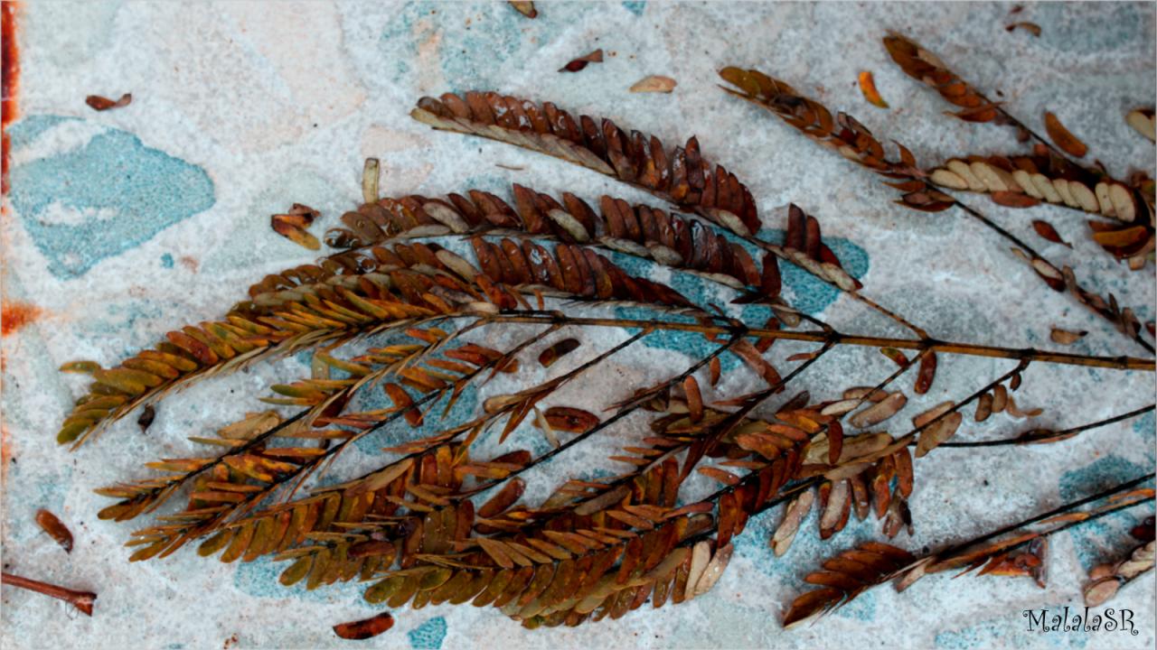 Autumn MalalaSR 