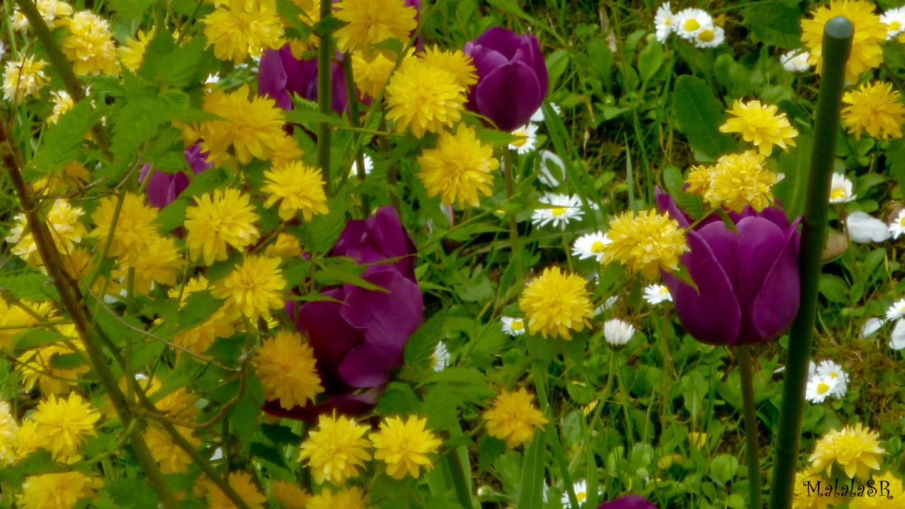 Tulipes