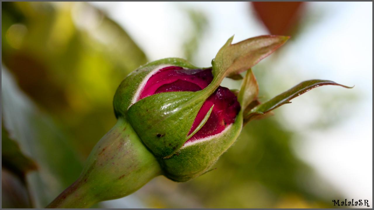 Rose la belle