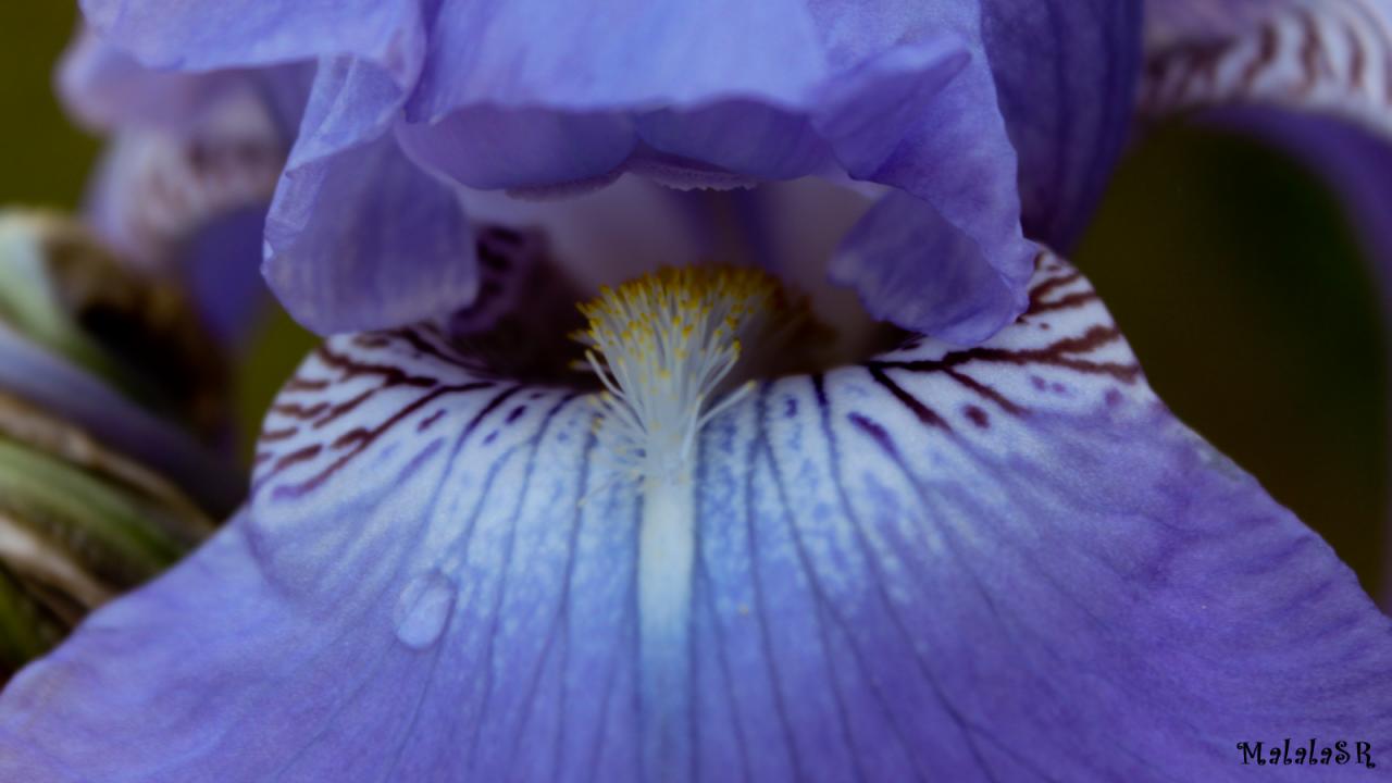 Iris time