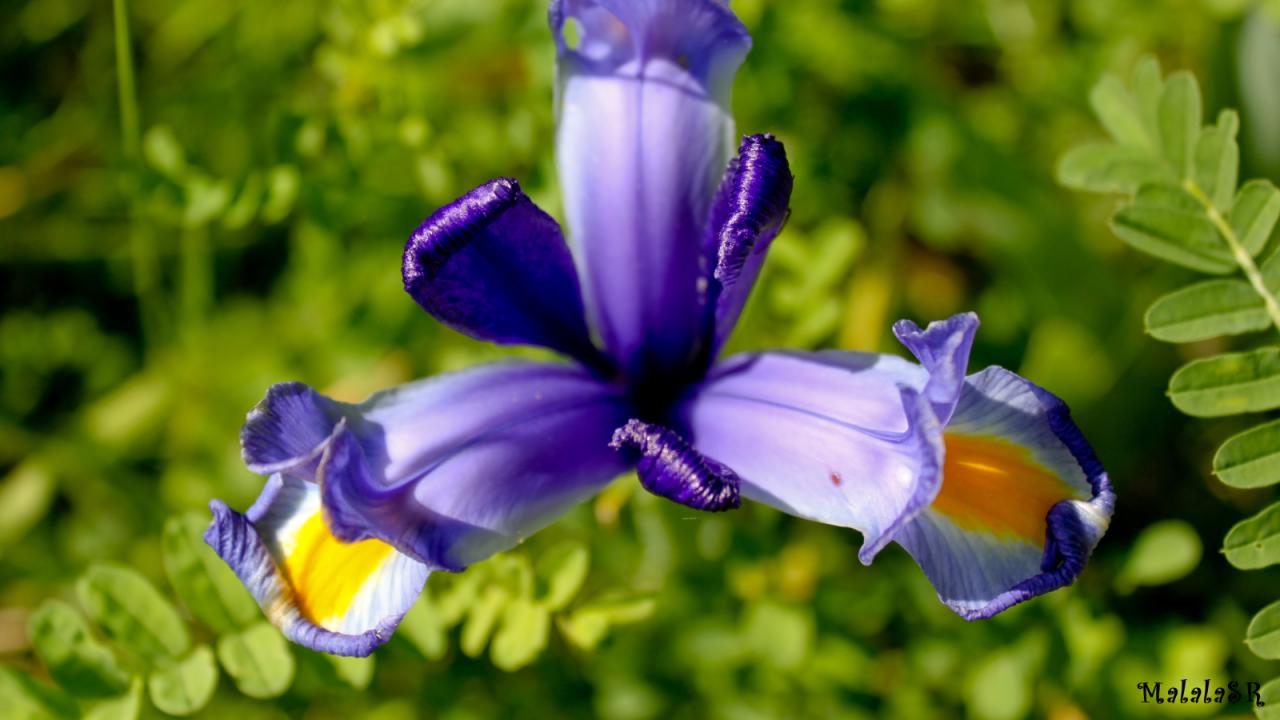 Iris time