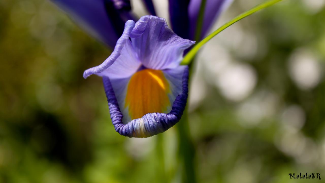 Iris time