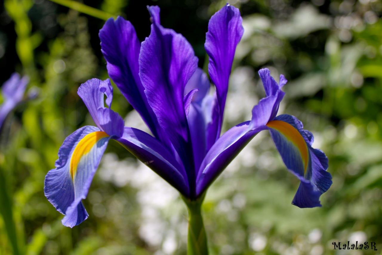 Iris time