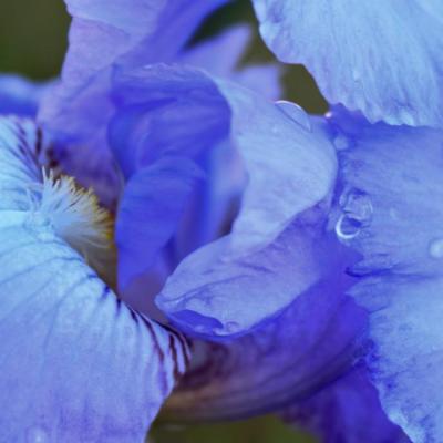 Le temps des Iris