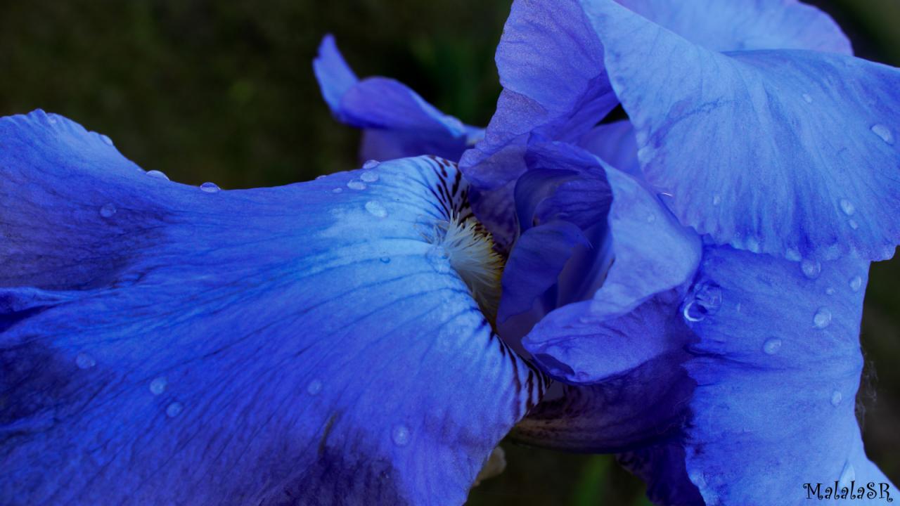 Iris time