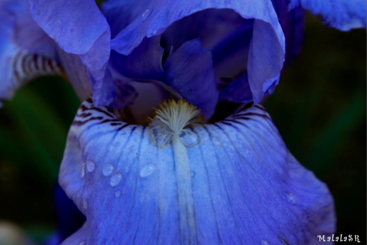 Iris time