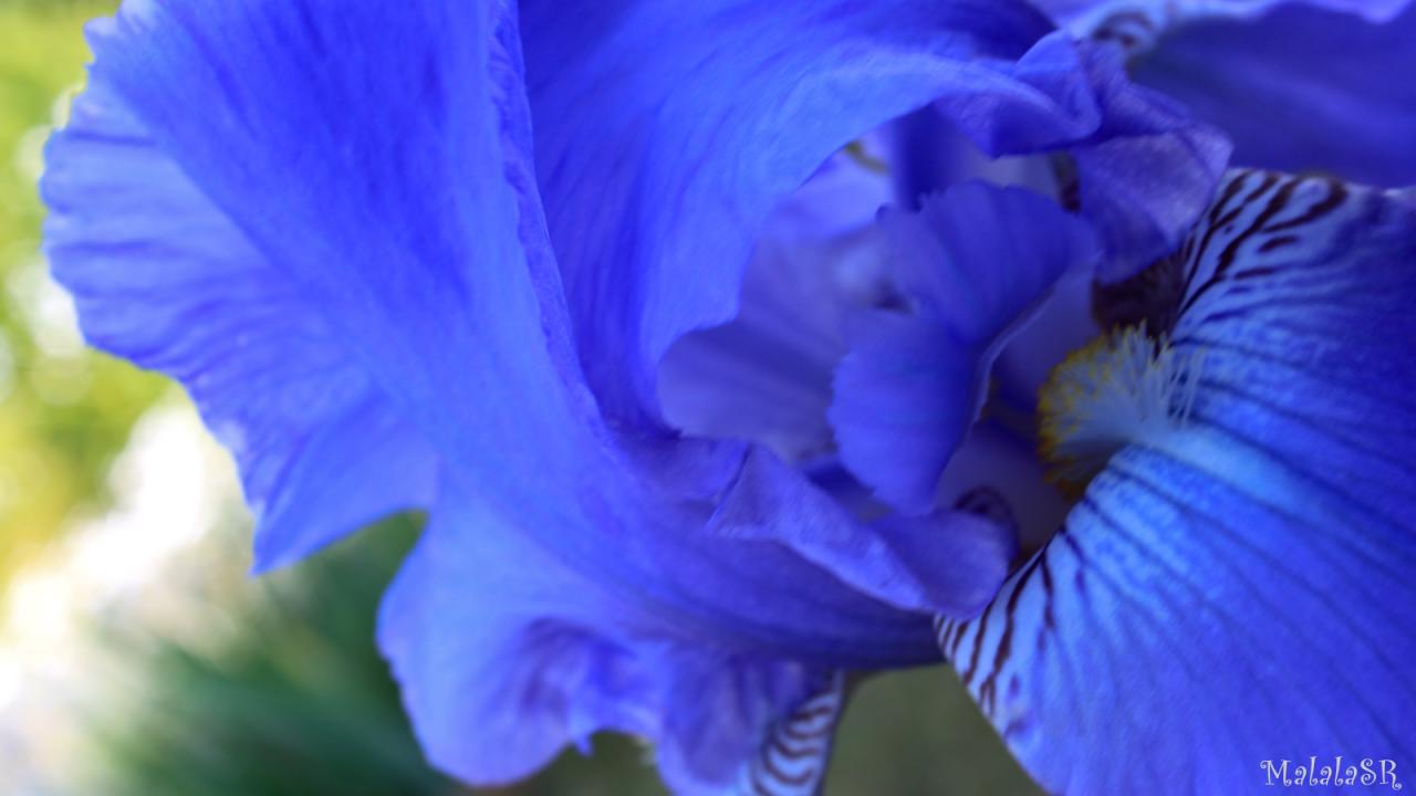 Iris time