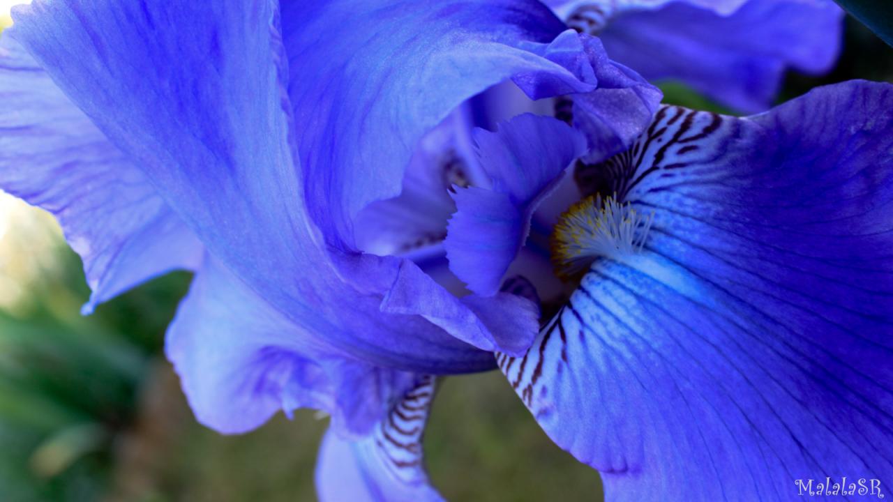 Iris time