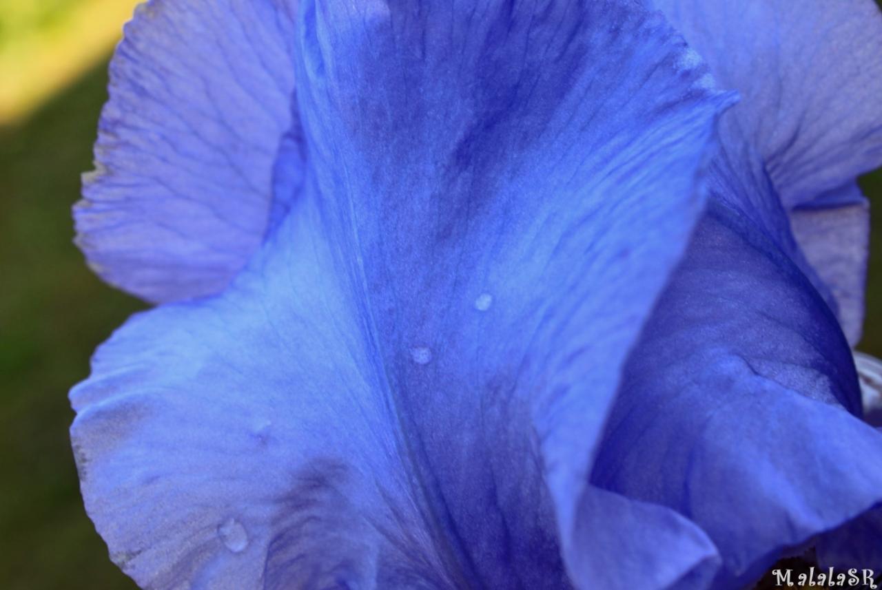 Iris time