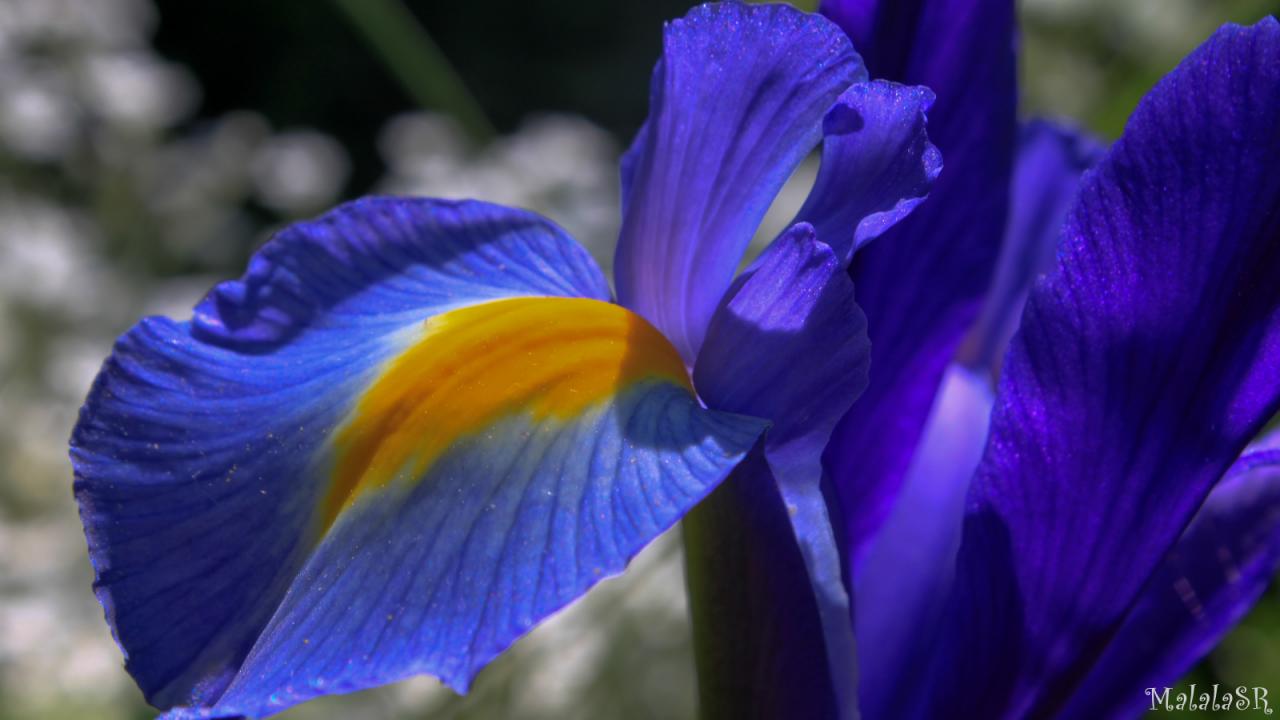 Iris time