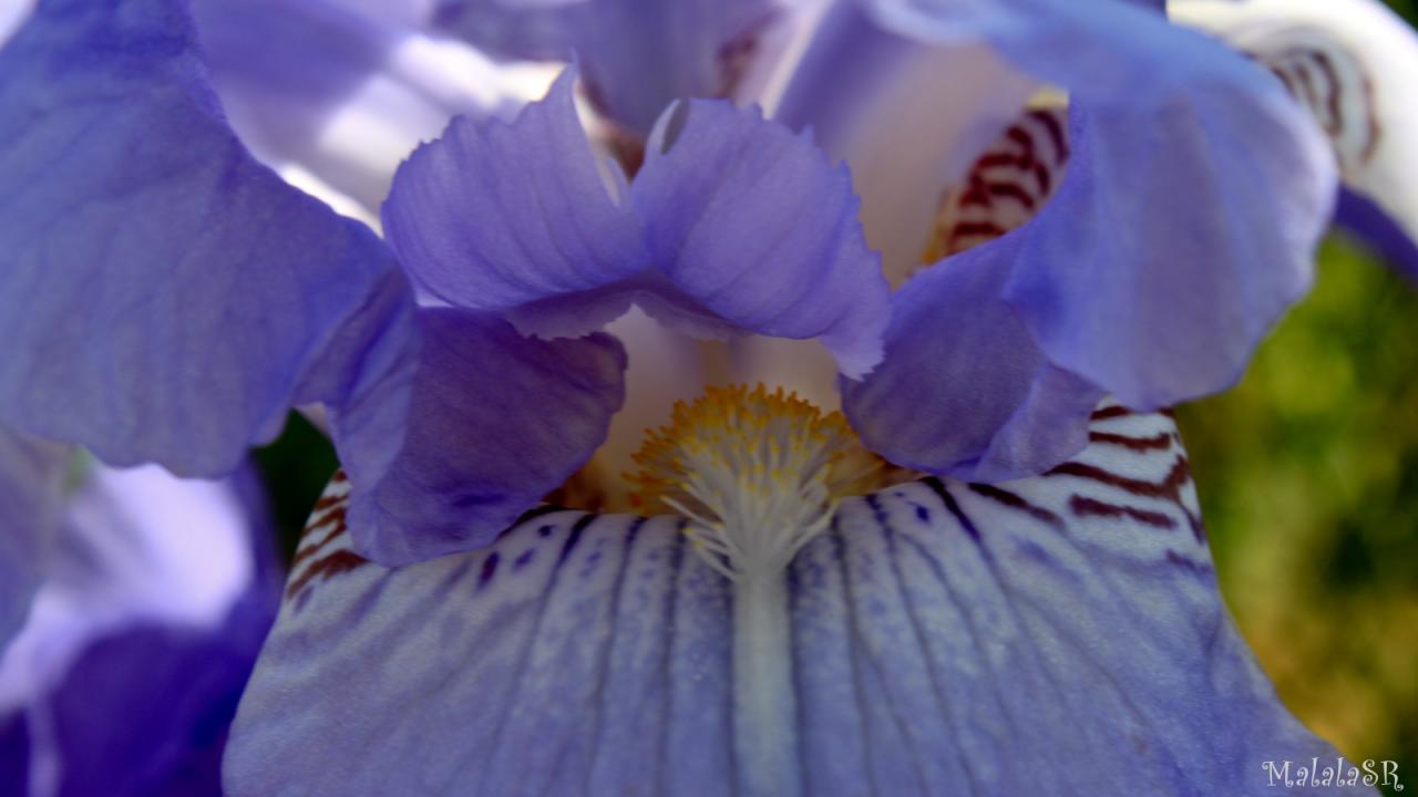 Iris time