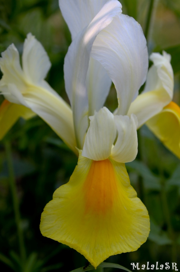 Iris time