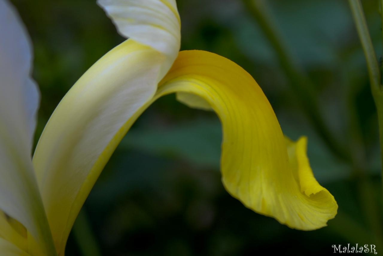 Iris time