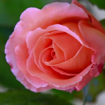 Rose la belle