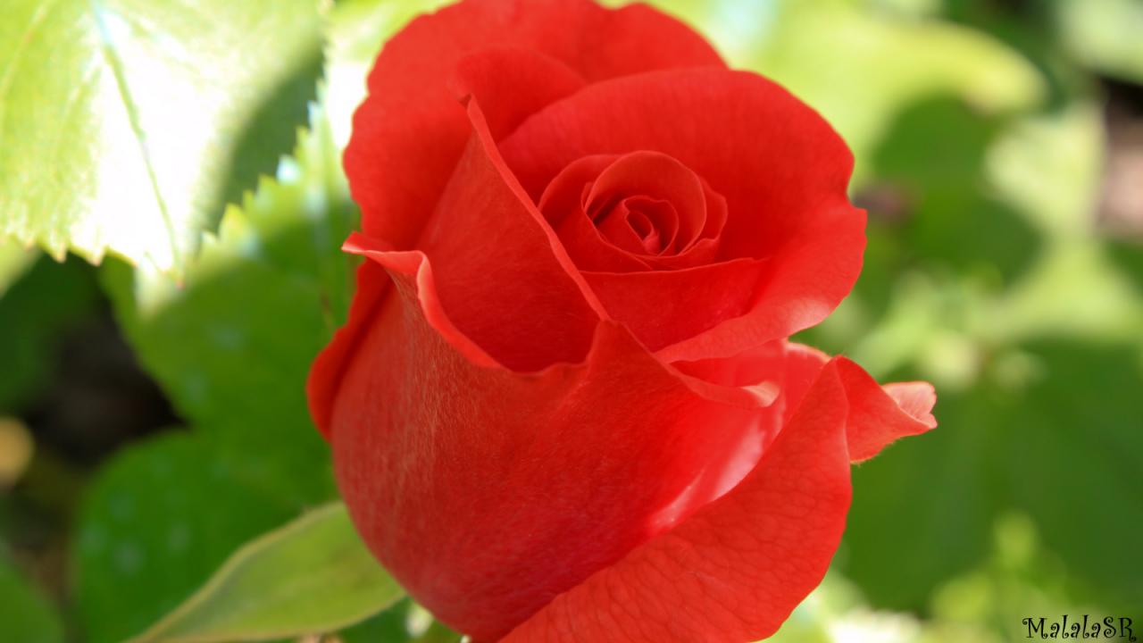 Rose la belle
