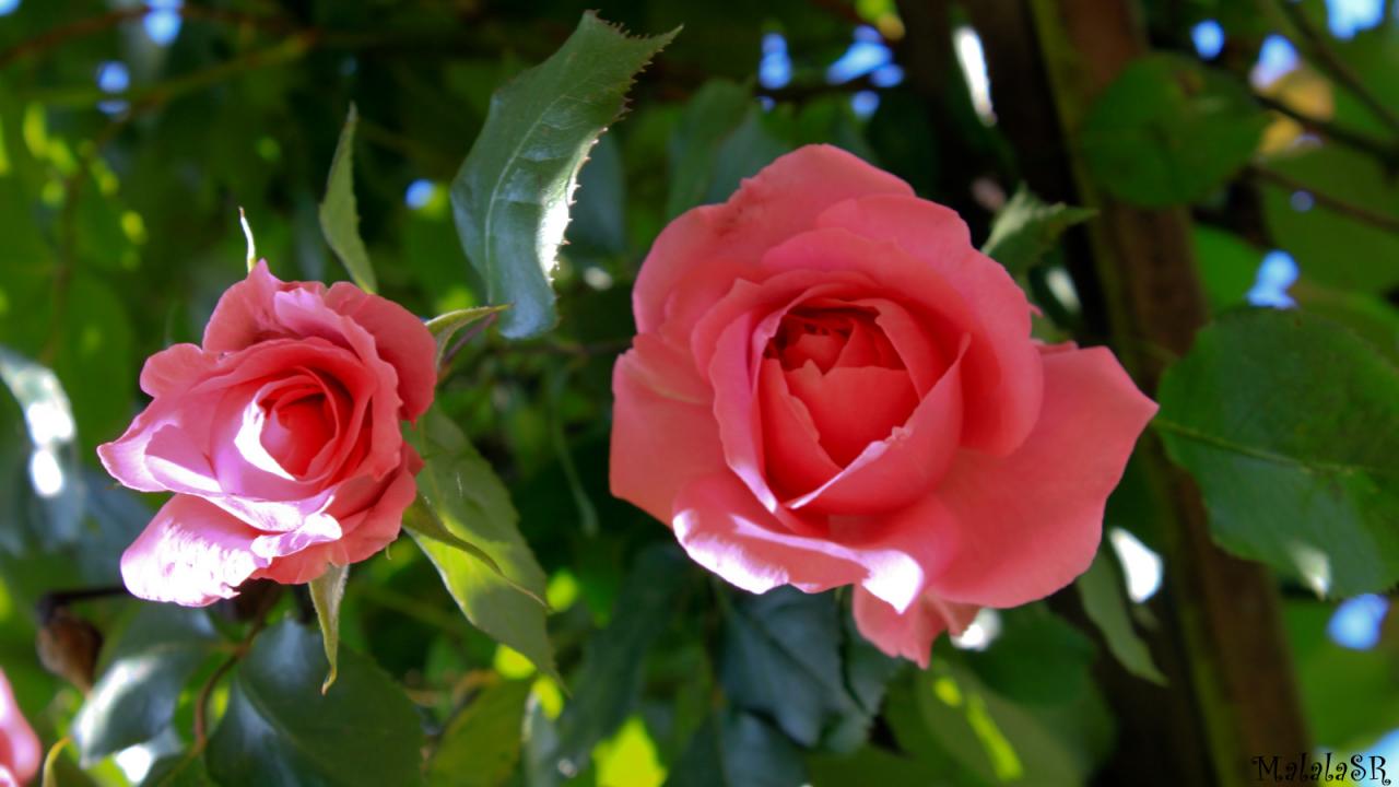 Rose la belle
