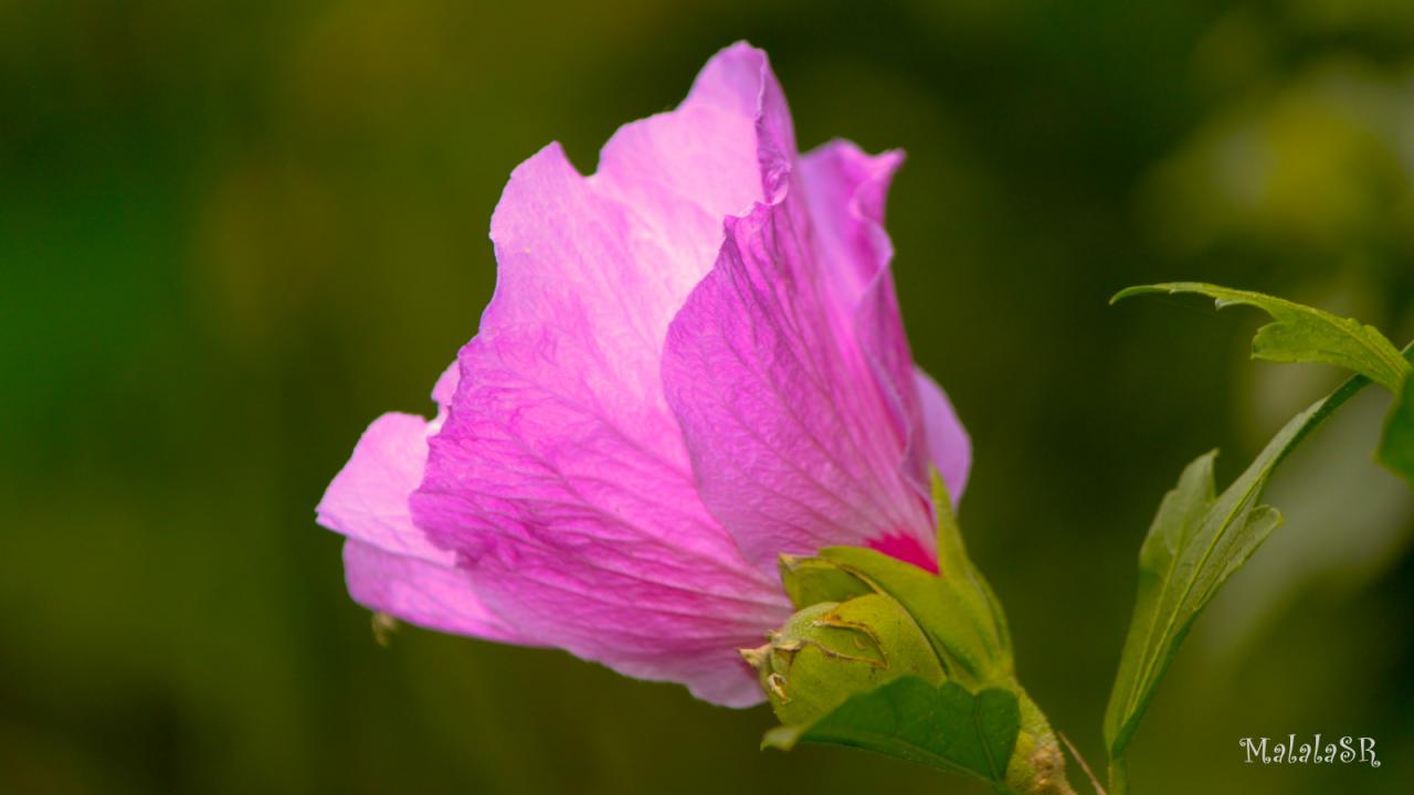 Hibiscus_MalalaSR 