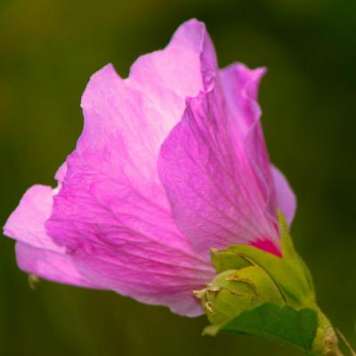 Hibiscus l'éphémère