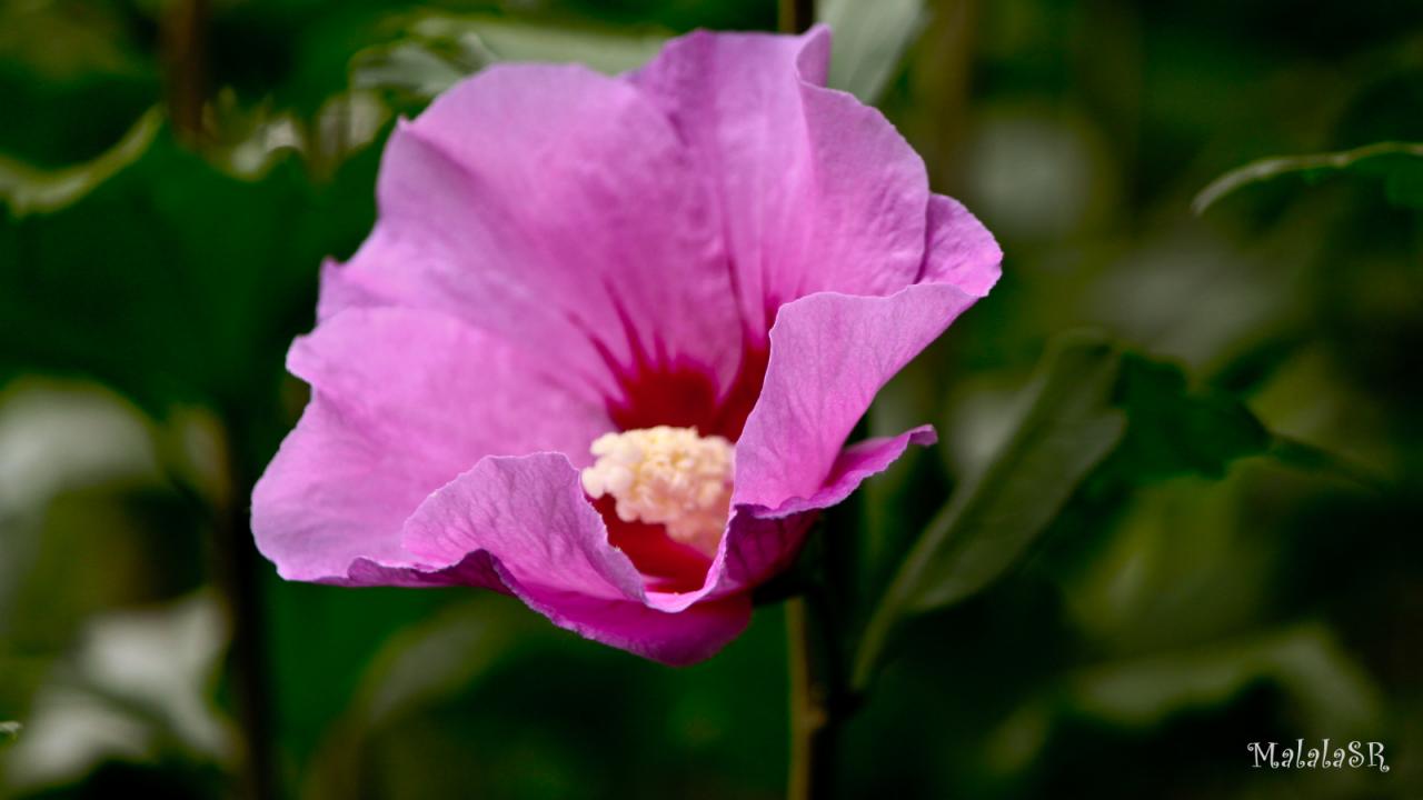 Hibiscus_MalalaSR 