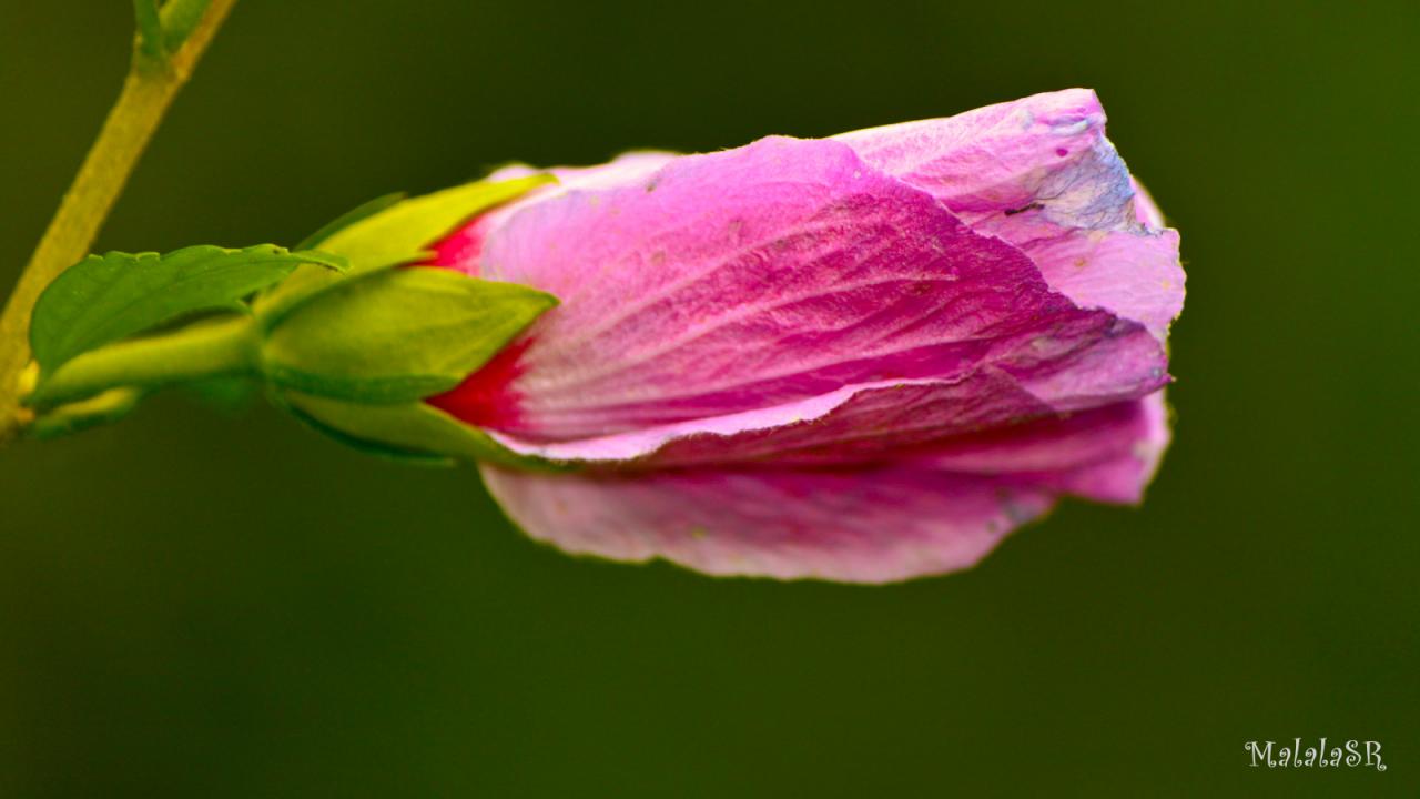 Hibiscus_MalalaSR 