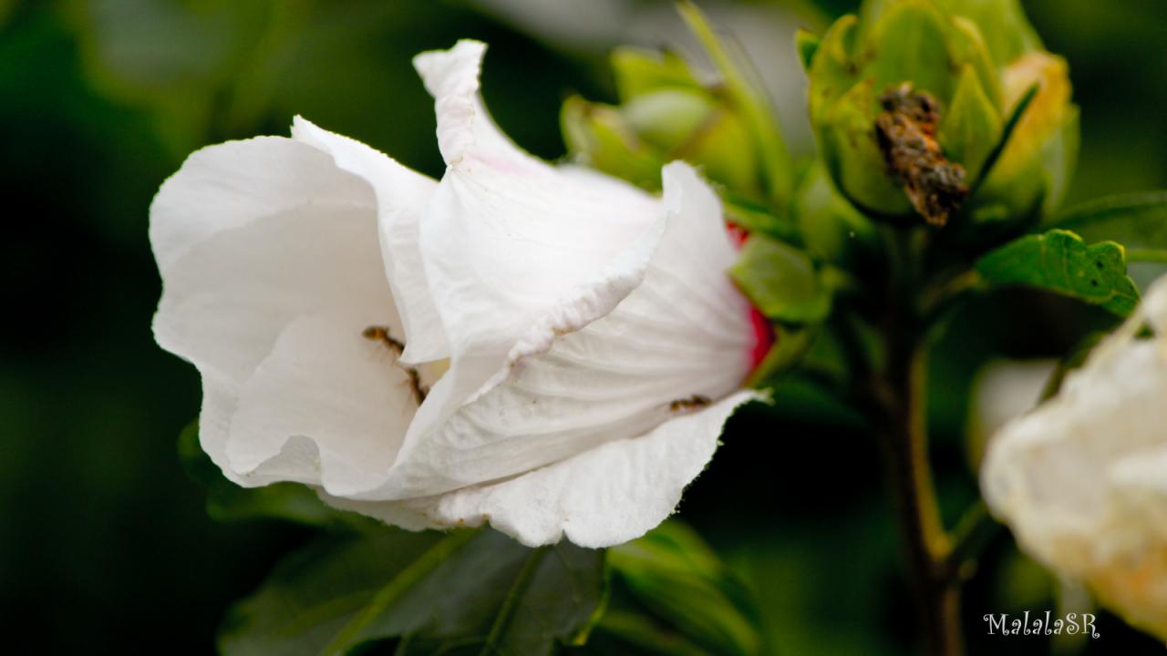 Hibiscus_MalalaSR 