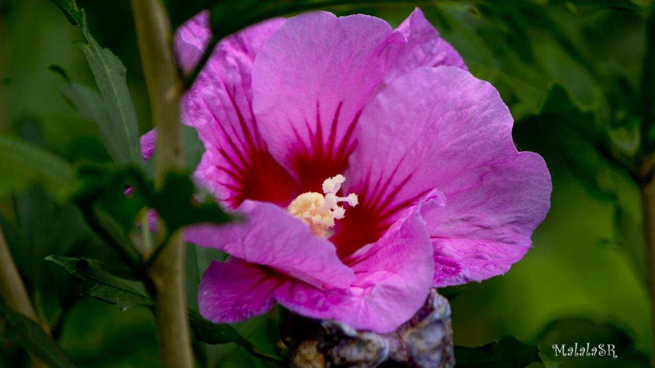 Hibiscus_MalalaSR 