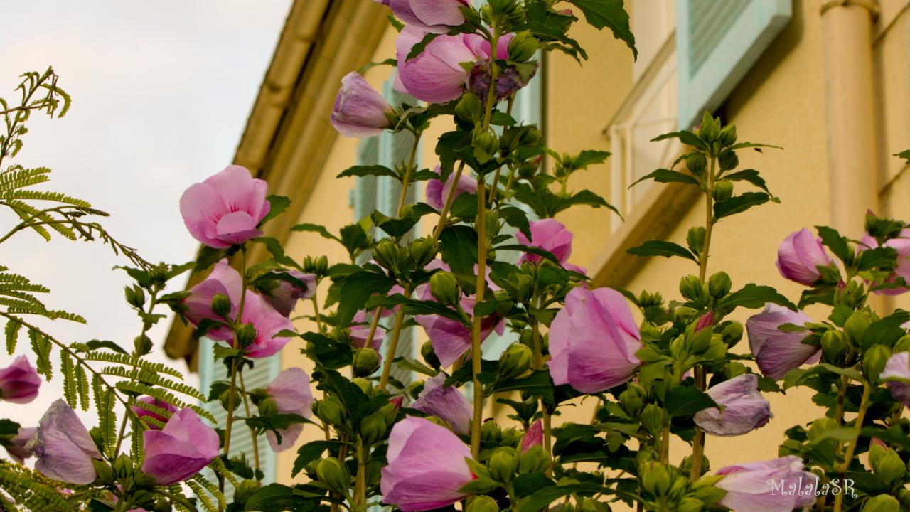 Hibiscus_MalalaSR 