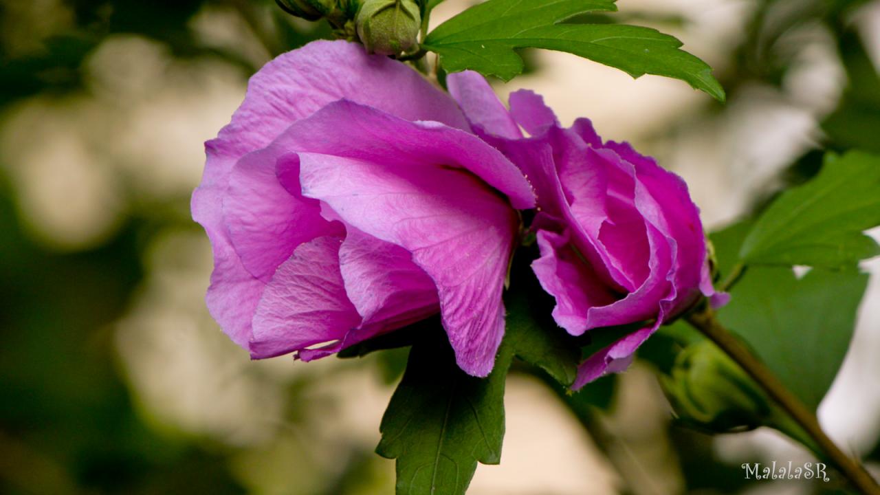 Hibiscus_MalalaSR 