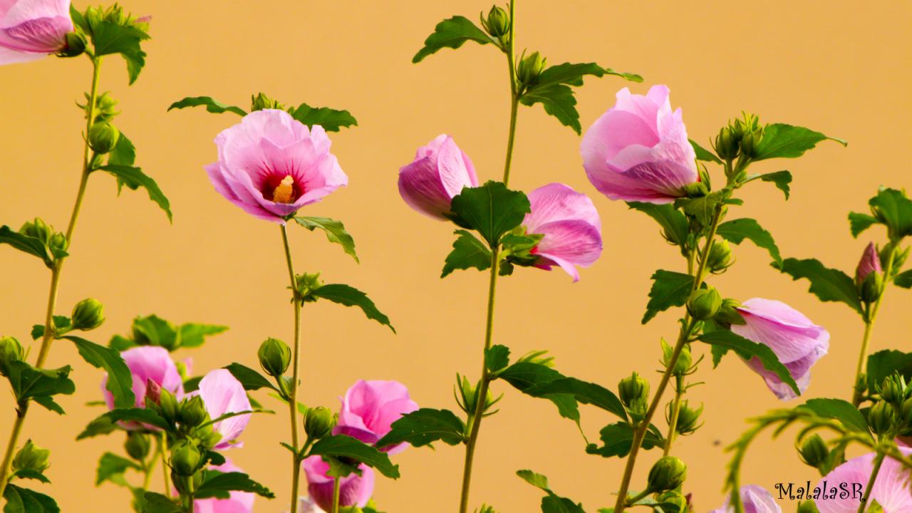 Hibiscus_MalalaSR