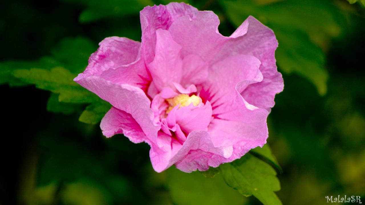 Hibiscus_MalalaSR 