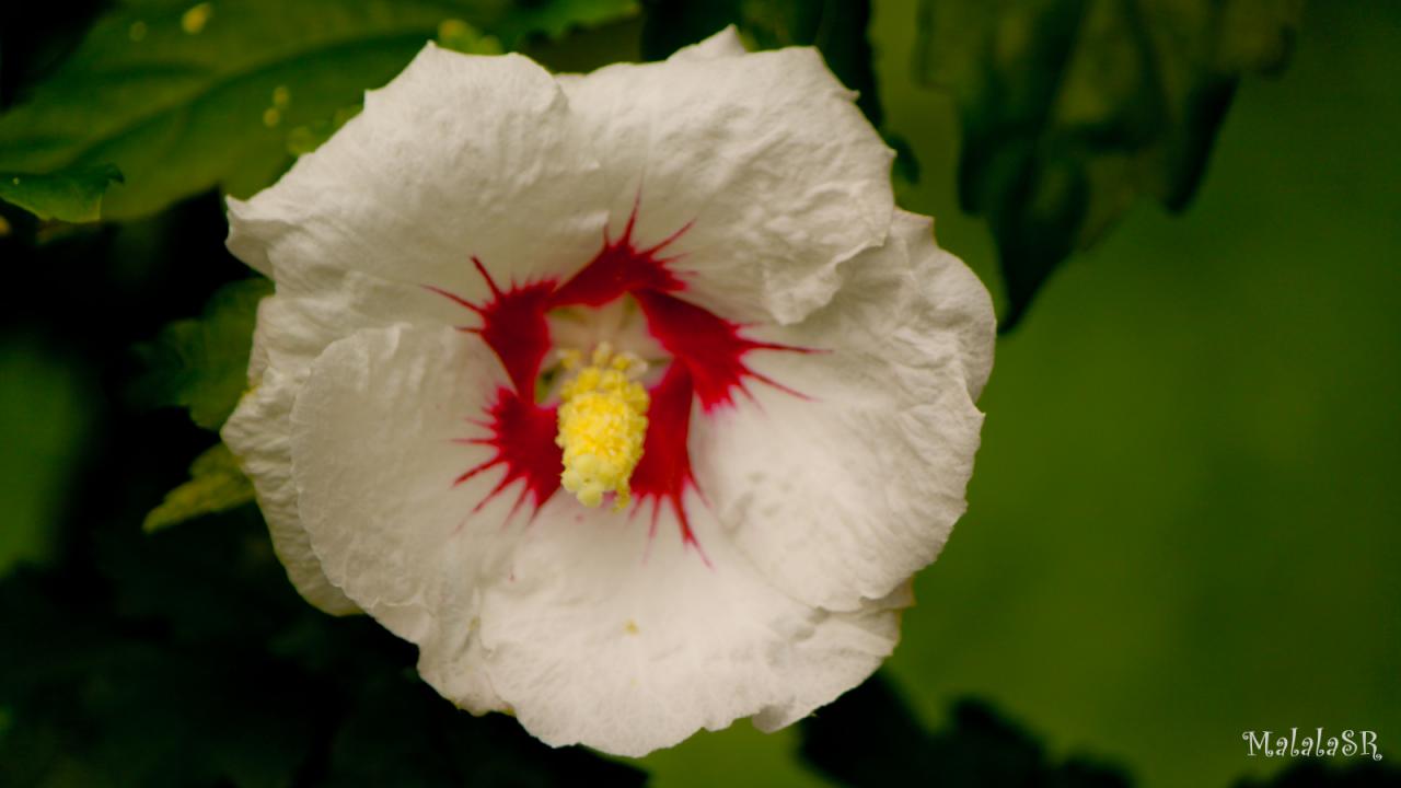 Hibiscus_MalalaSR 