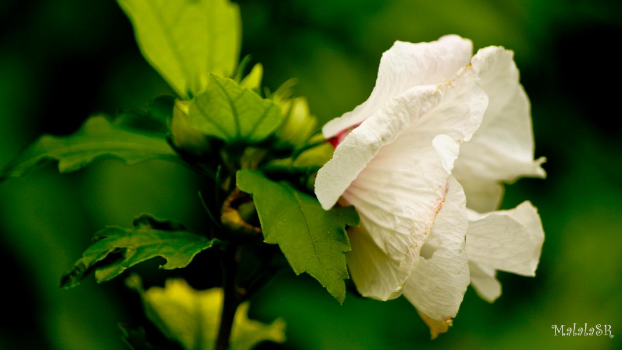 Hibiscus_MalalaSR