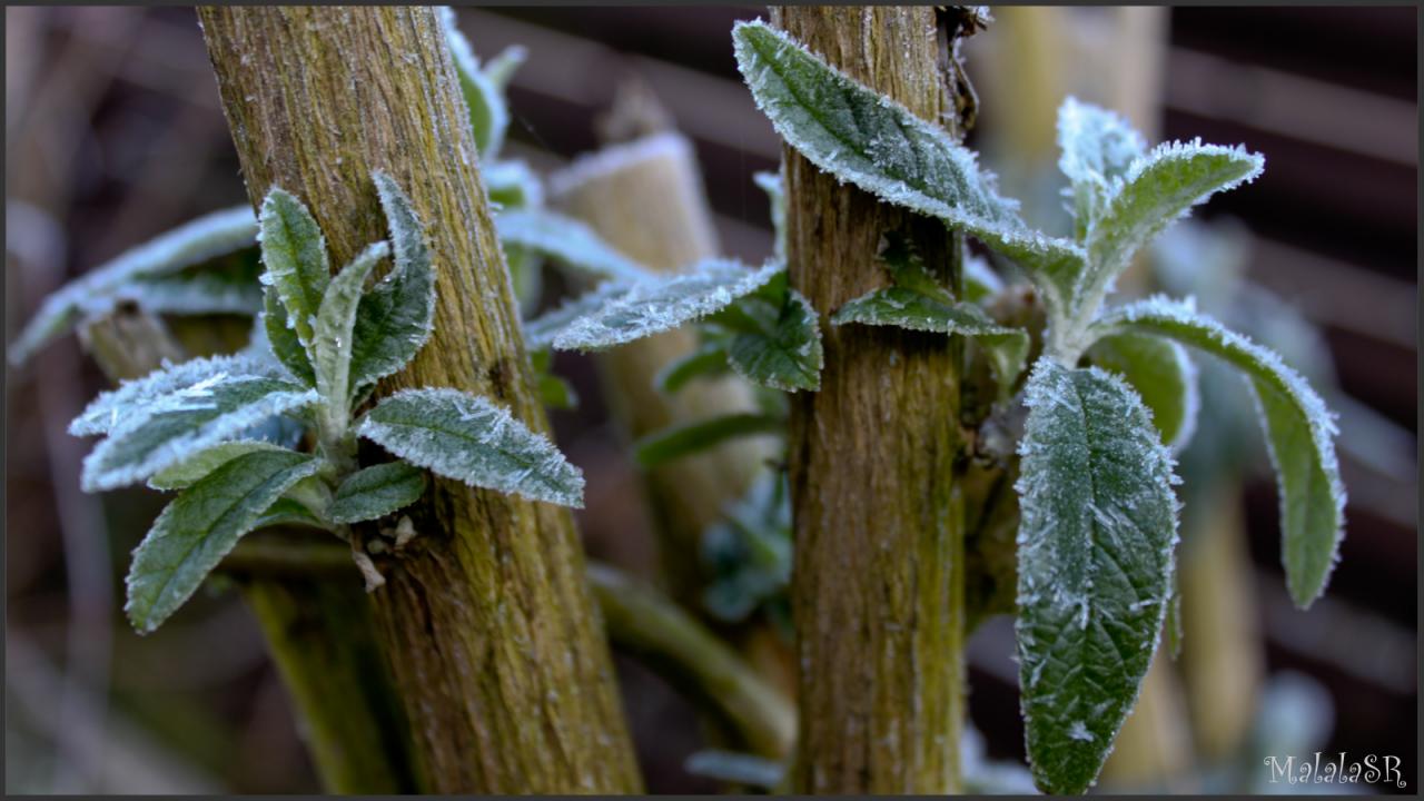 Nature gelée