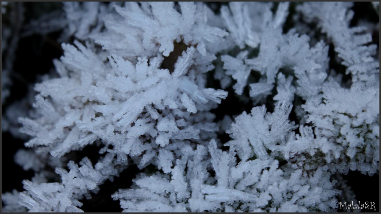 Nature gelée