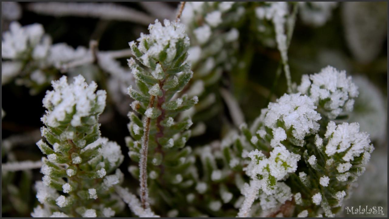 Nature gelée