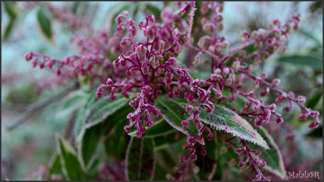 Nature gelée