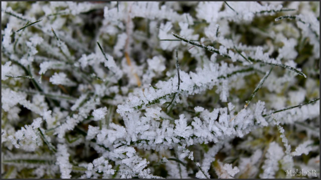 Nature gelée