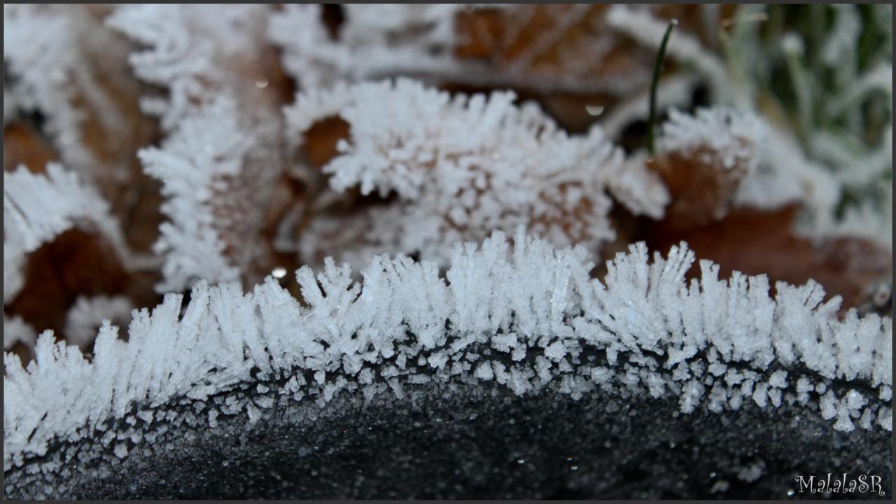Nature gelée
