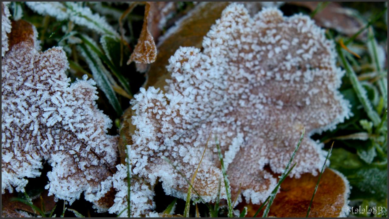 Nature gelée