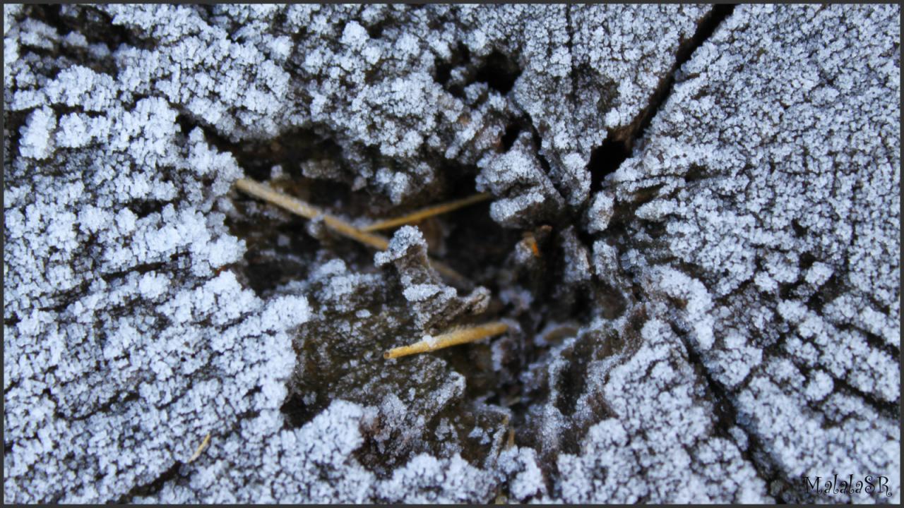 Nature gelée