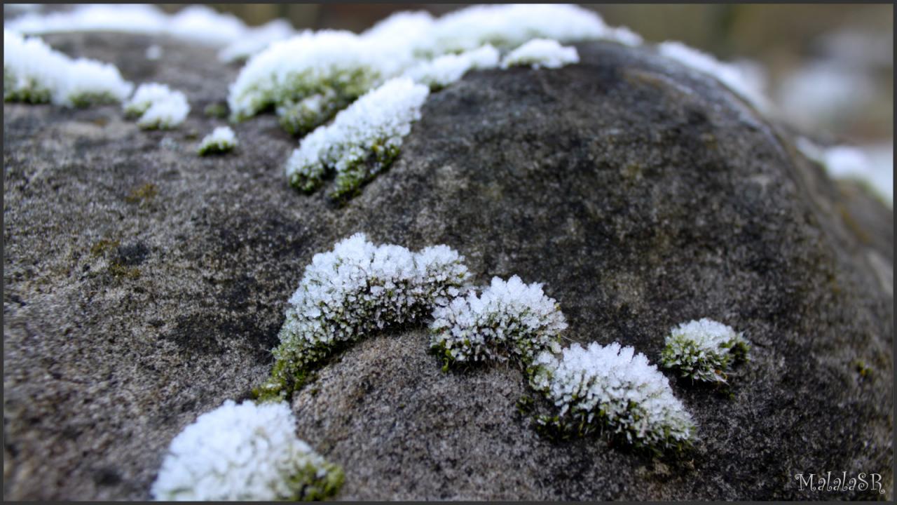 Nature gelée