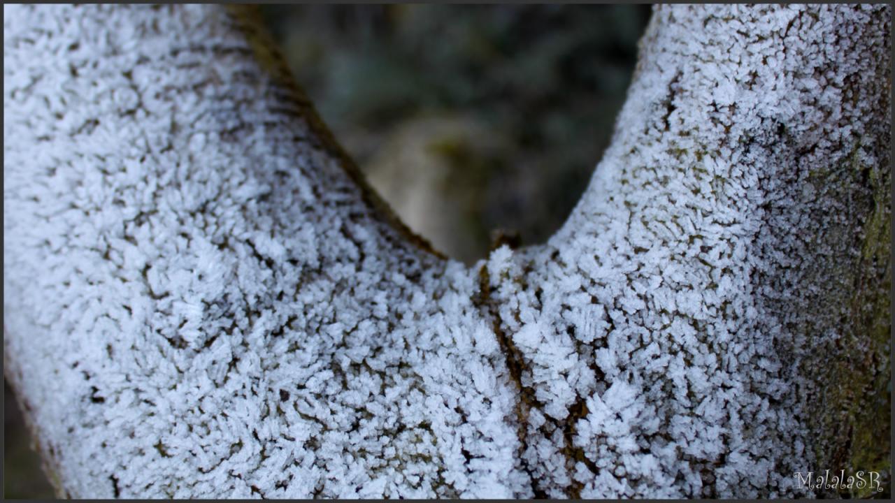 Nature gelée