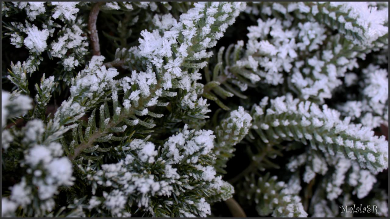Nature gelée