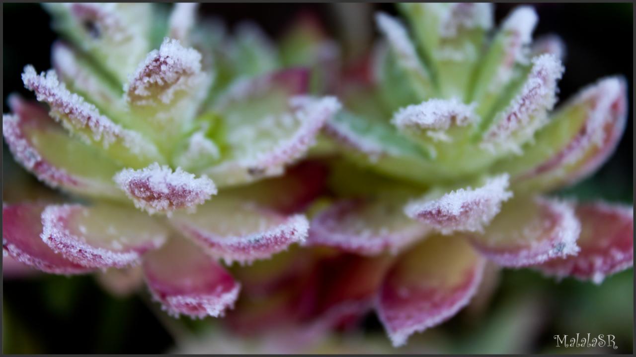 Nature gelée