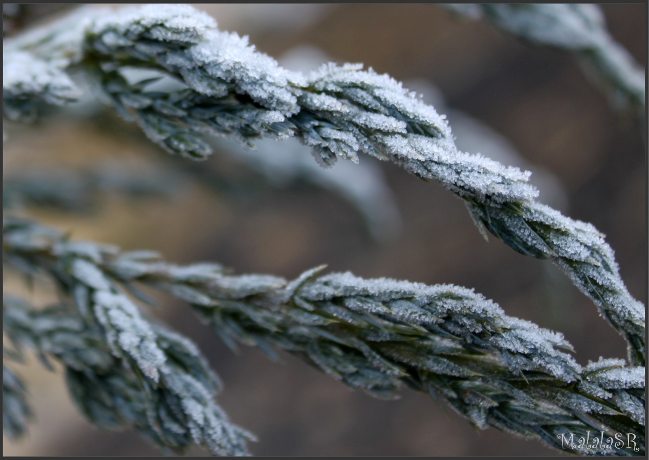 Nature gelée