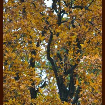 Couleurs d'automne au jardin